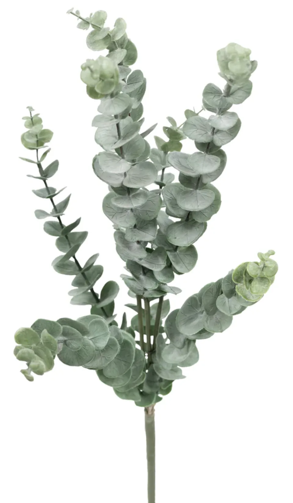 Pennygum eucalyptus branch